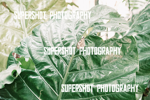 SSP_8827